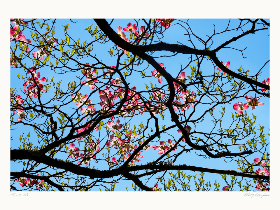 Floruit, #5