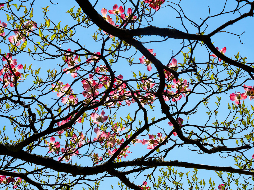Floruit, #5