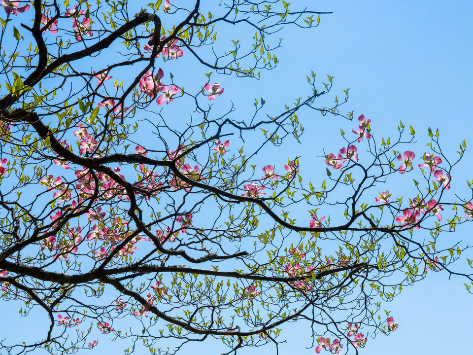 Floruit, #4