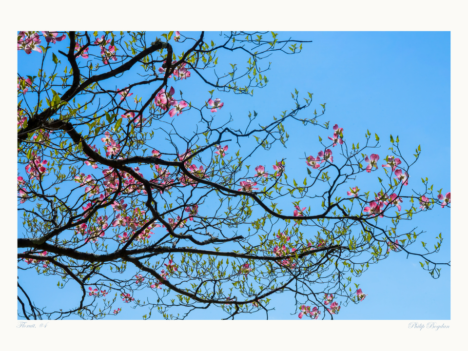 Floruit, #4