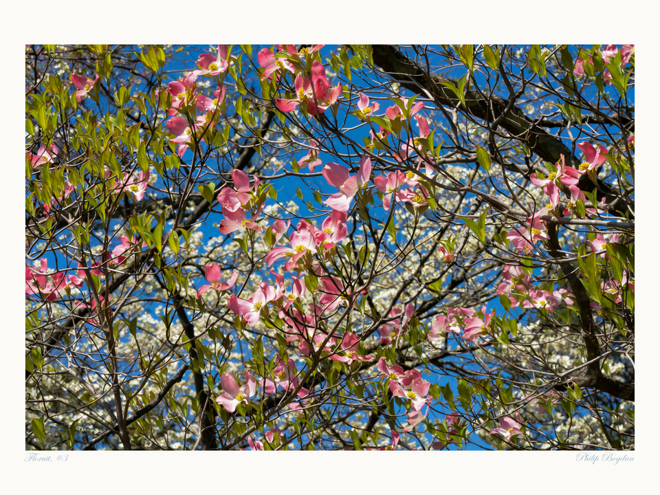 Floruit, #3