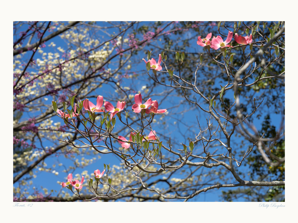 Floruit, #2