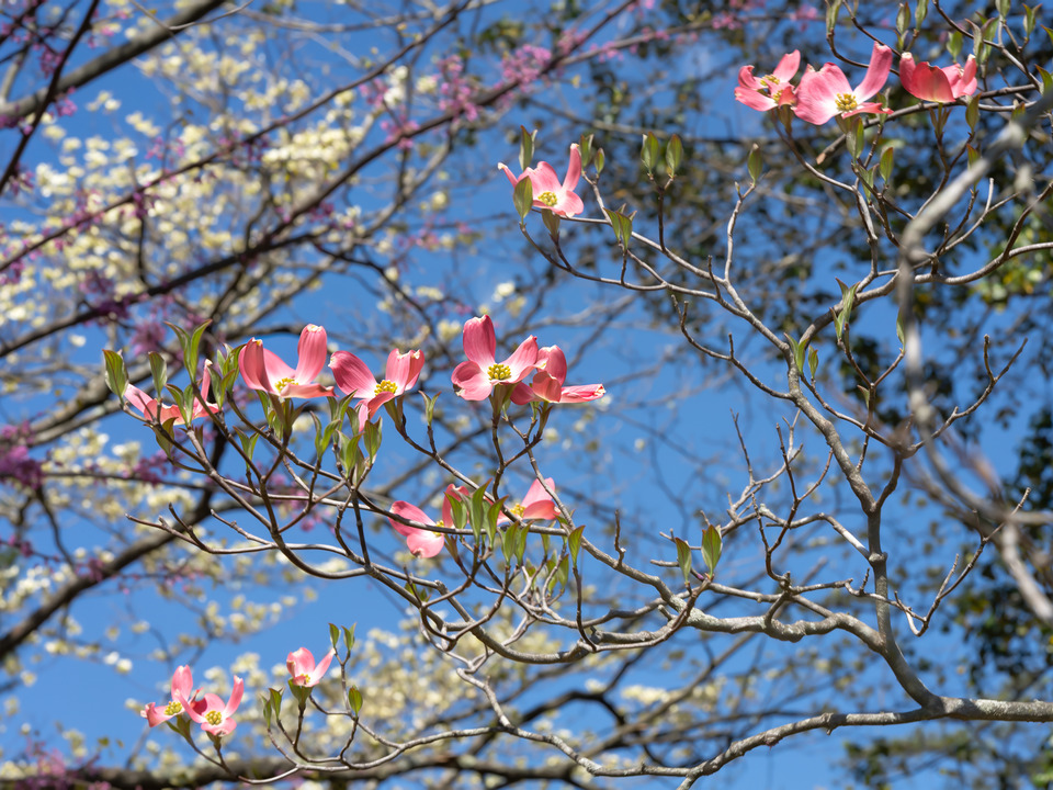 Floruit, #2