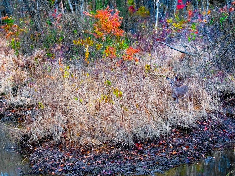 Little Hunting Creek, #199