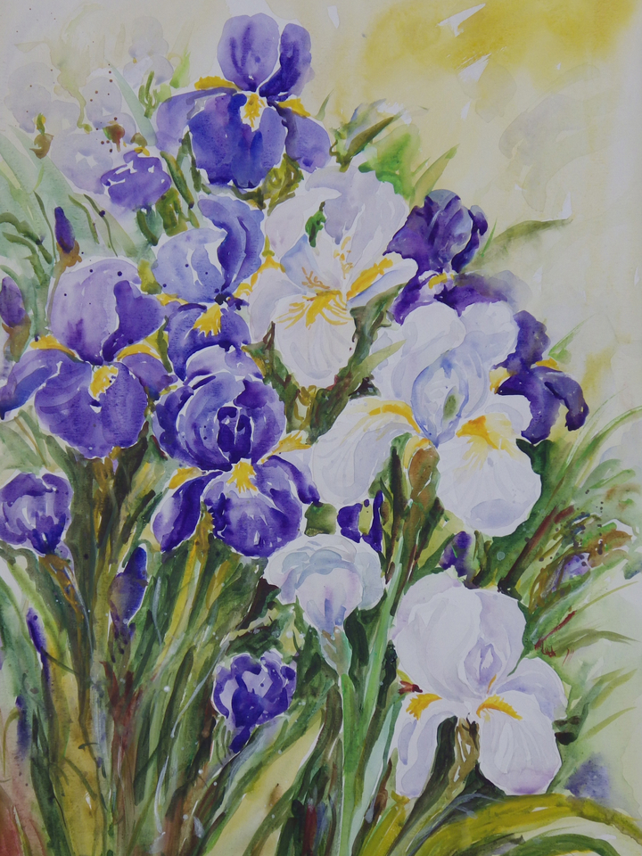 Blue and White Irises