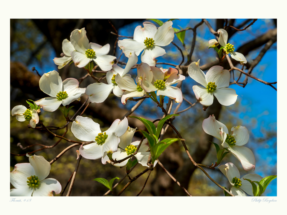 Floruit, #18