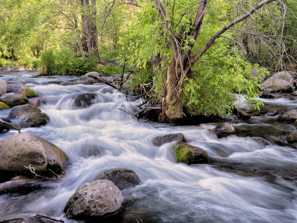 Spring Rush, Oak Creek Canyon, Sedona