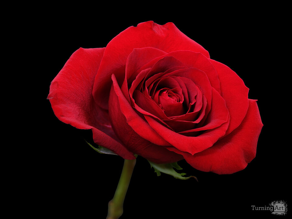 Red Rose: Details Count