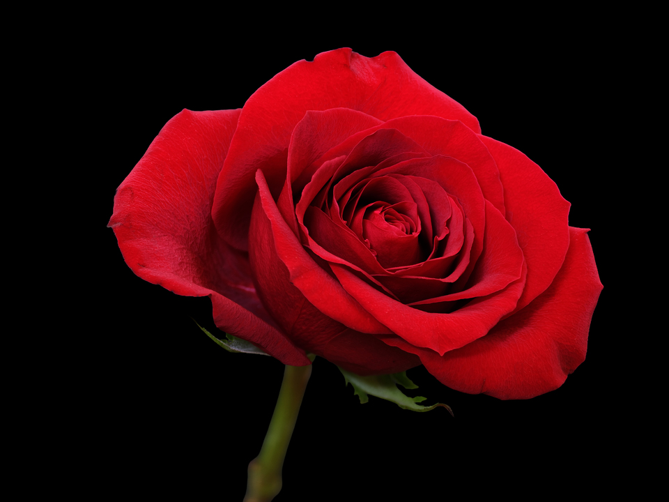 Red Rose: Details Count