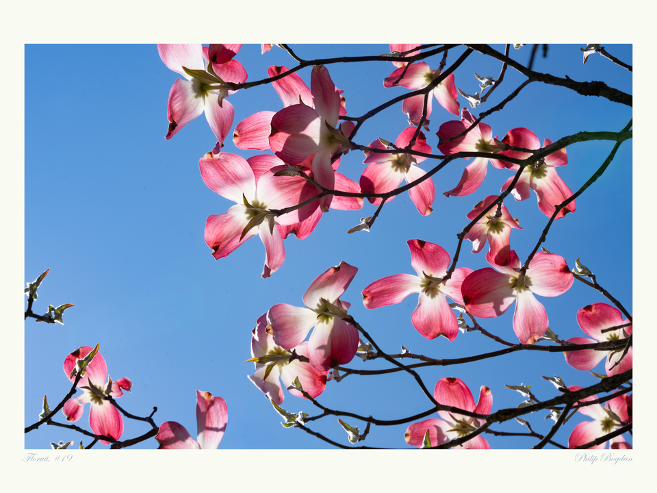 Floruit, #19