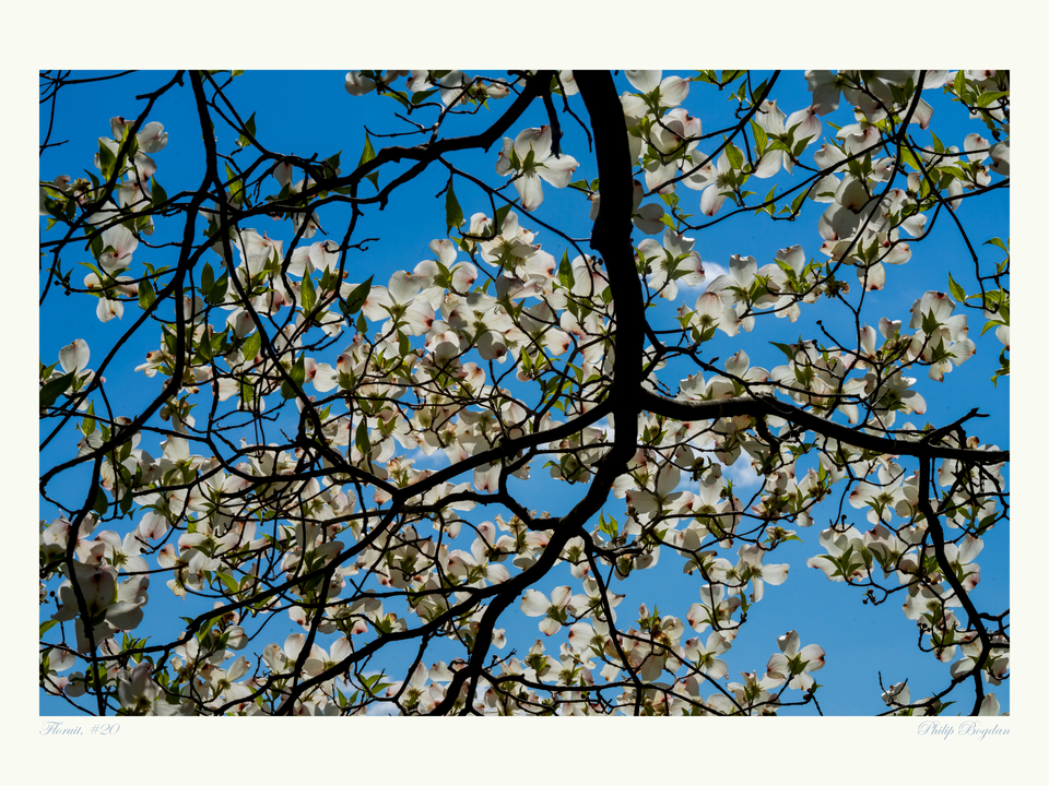 Floruit, #20