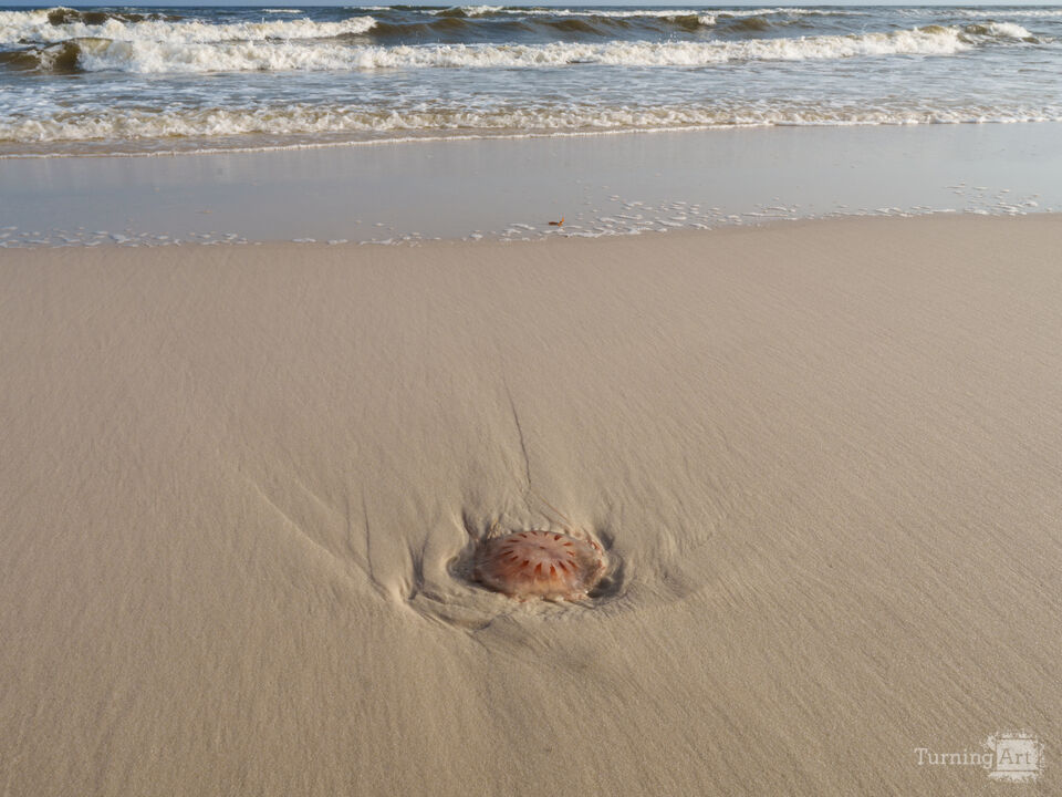 Jellyfish On Gulf Shores Alabama