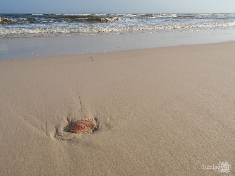 Gulf Shores Alabama Jellyfish