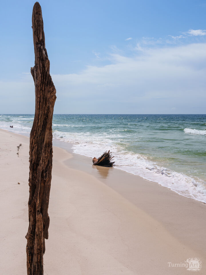 Perdido Key Tree Log And Driftwood