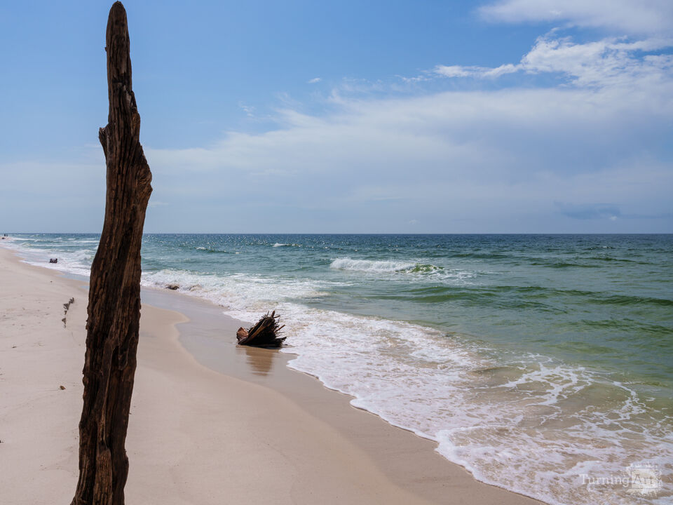 Perdido Key Driftwood And Tree Log
