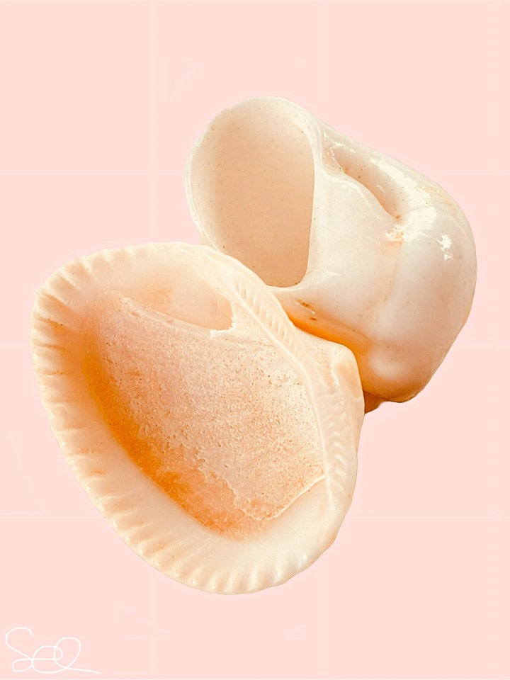 Piccole conchiglie