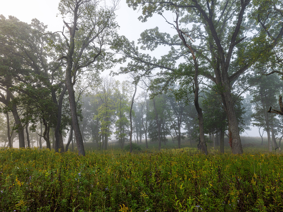 Misty Forest Morning