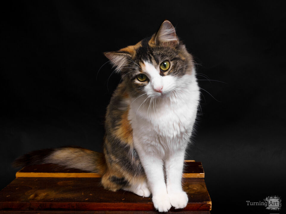 Curious Calico Kitten Pose