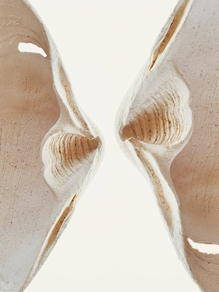Molluschi