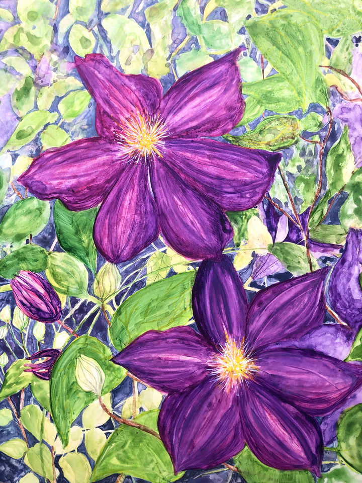 Double Clematis