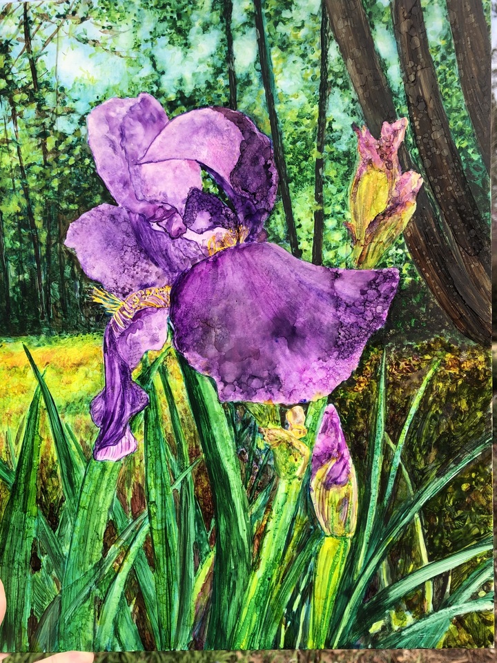 Big Purple Iris