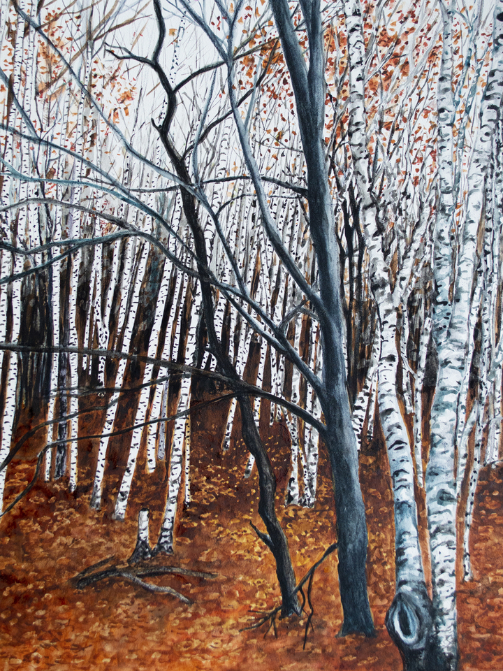 Winter Birch Trees