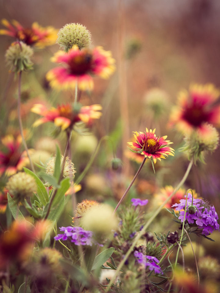 Wildflower Summer