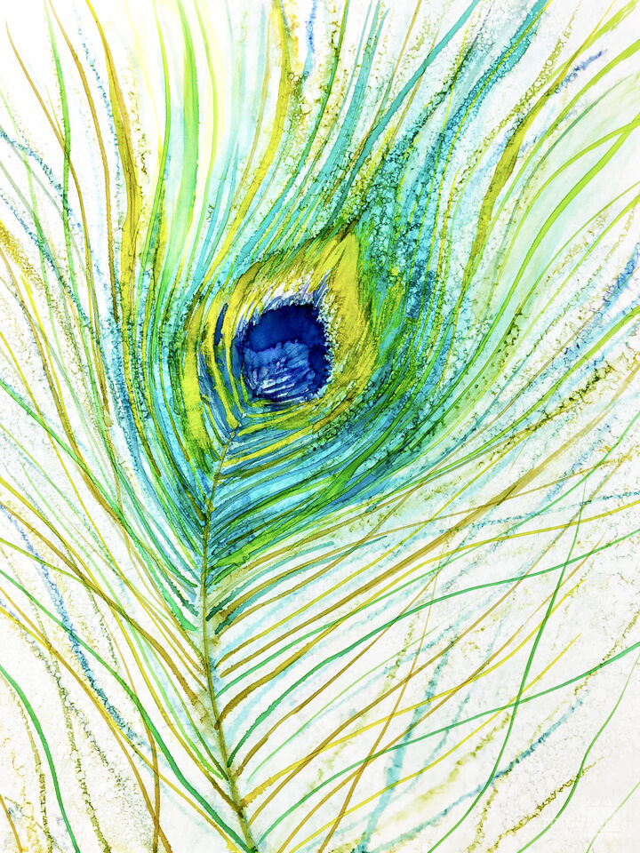 Peacock Feather