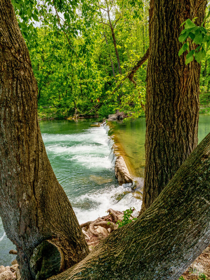 Falls Between Trunks Roaring River