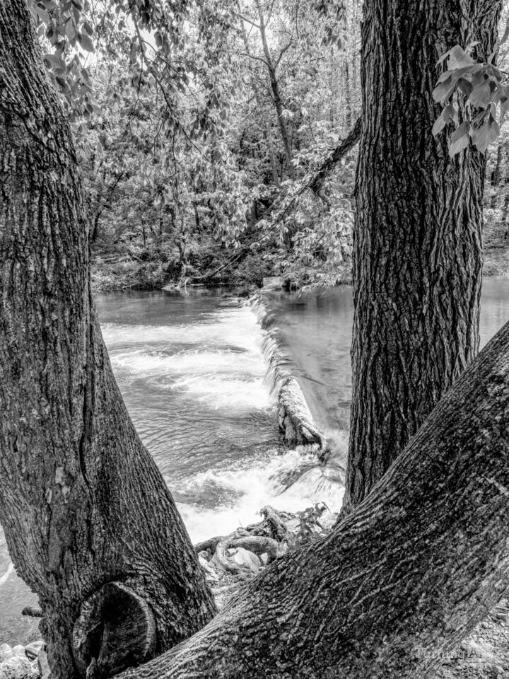 Falls Between Trunks Roaring River Grayscale