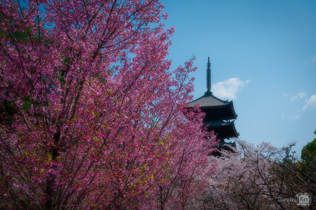 Pagoda Through Sakura Bloom