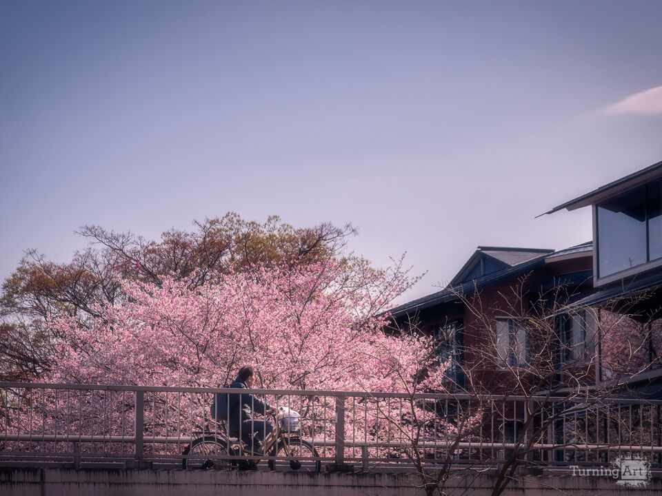 Cyclist Under Sakura Trees