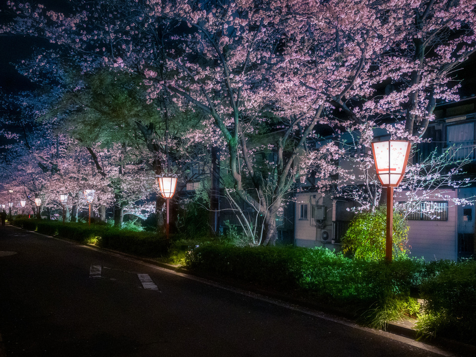 Night Sakura in Kyoto