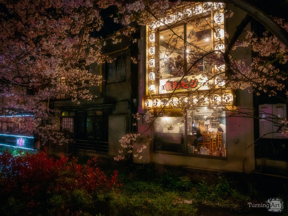 Midnight Sakura Canal