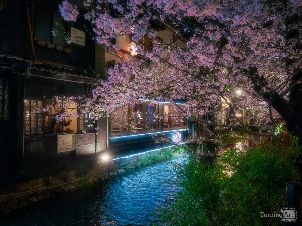 Cherry Blossom Reflections