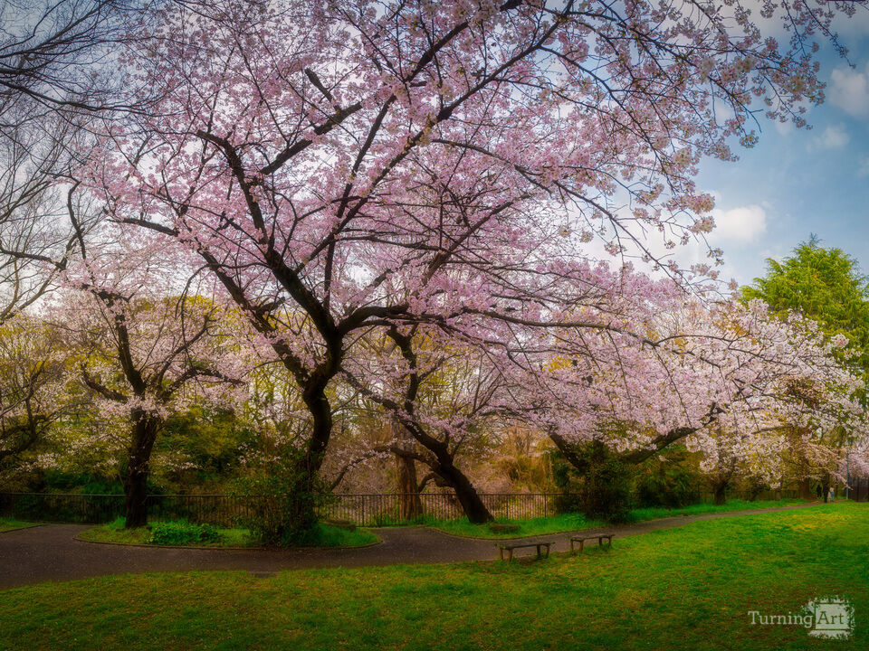 Sakura Garden Panorama