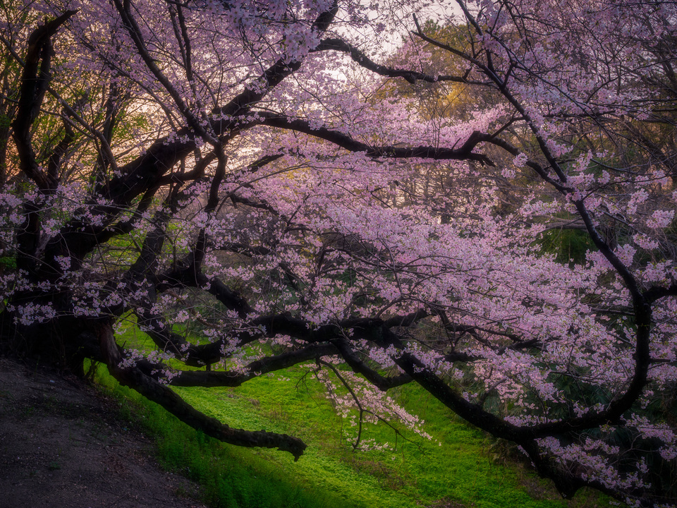 Sakura Canopy Light
