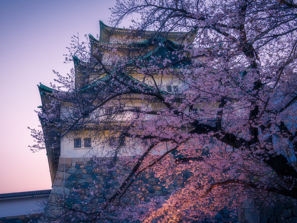Sakura Castle Twilight