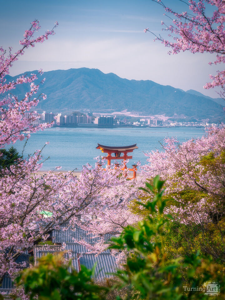 Torii Beyond the Sakura