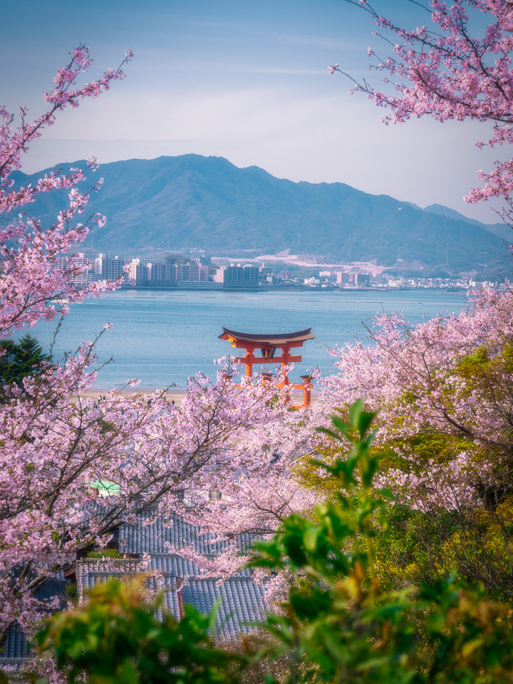 Torii Beyond the Sakura