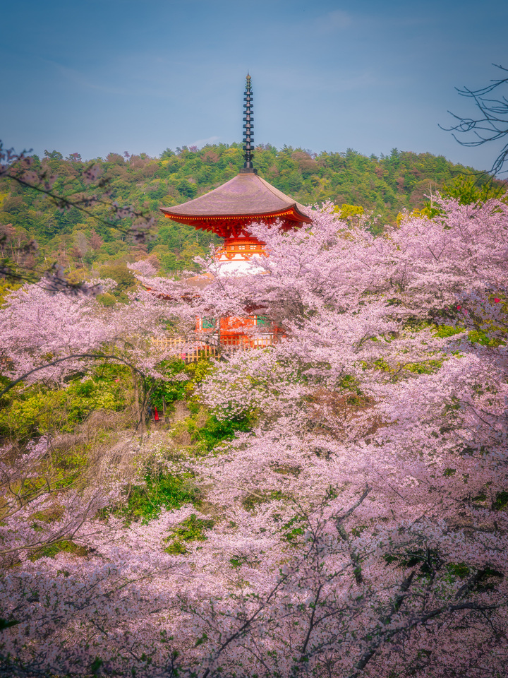 Pagoda in a Sea of Cherry Blossoms