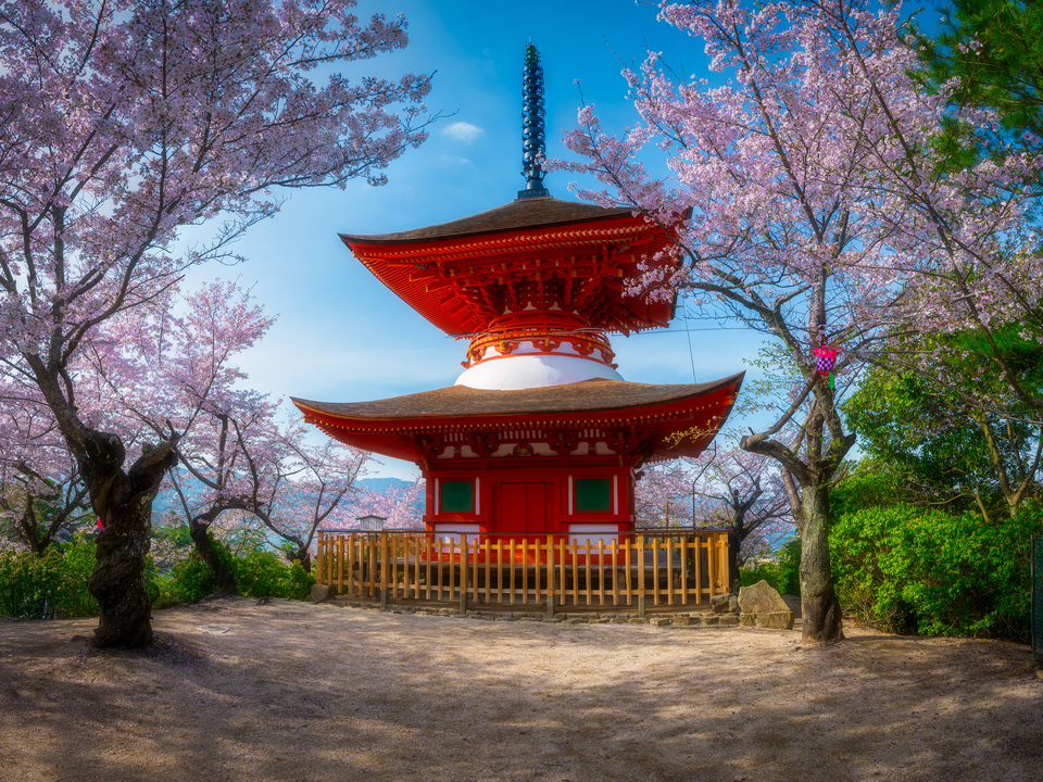 Pagoda Beneath Sakura Bloom