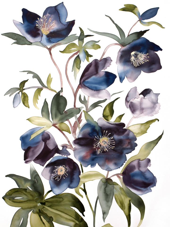 Hellebores No. 3