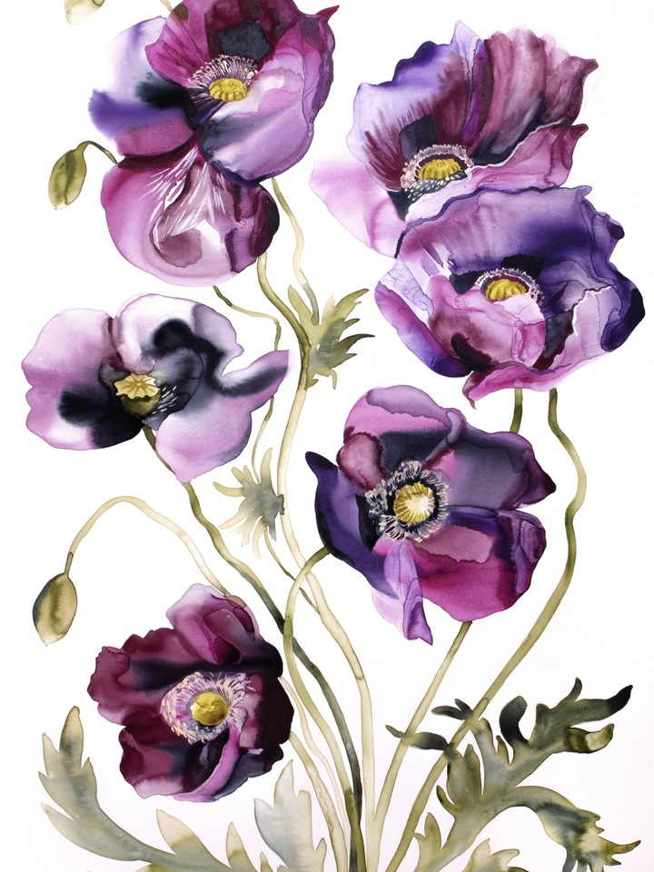 Poppies No. 8