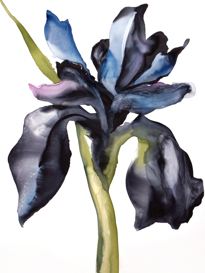Iris No. 209