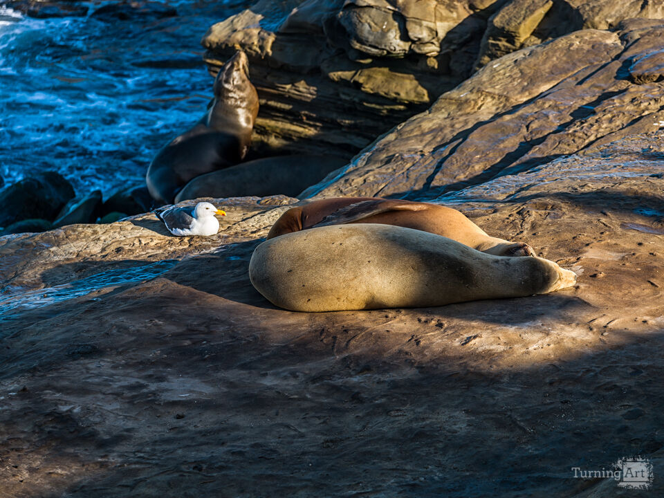 Adorable Sea Lions Together on Rocky Shore
