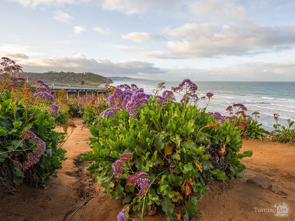 Sea Lavender Flowers Seaside
