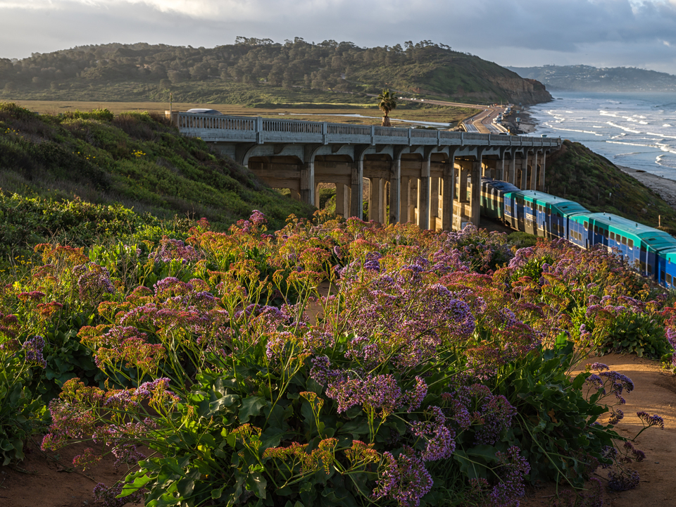 Torrey Pines Road Bridge with Wildflowers