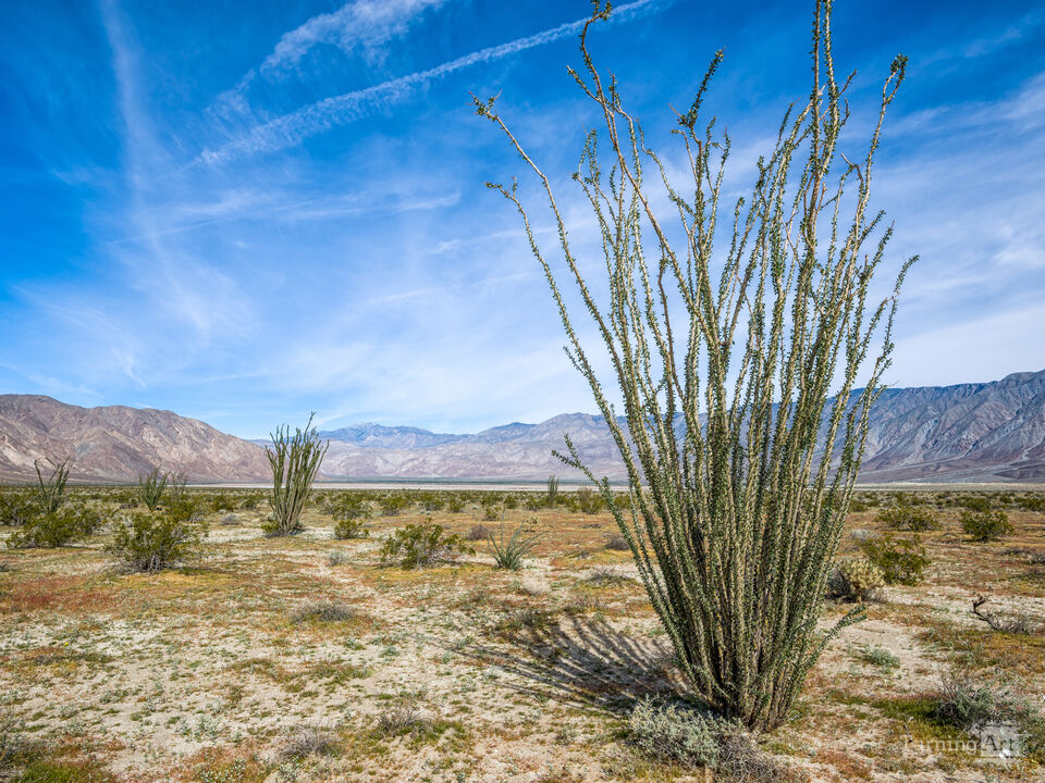 Ocotillo Cactus Desert Landscape