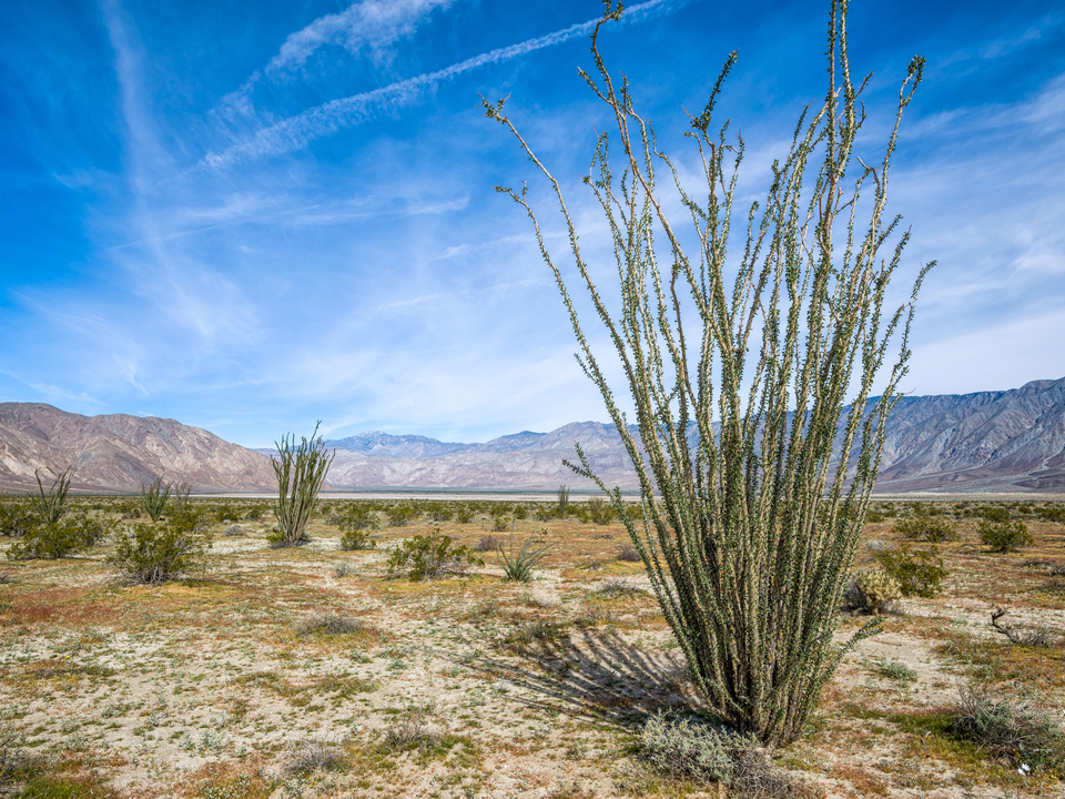 Ocotillo Cactus Desert Landscape